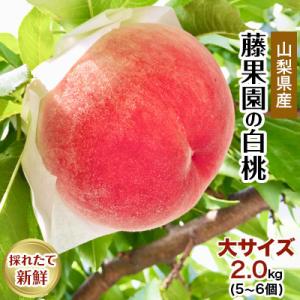 ふるさと納税 笛吹市 藤果園の白桃　2.0kg