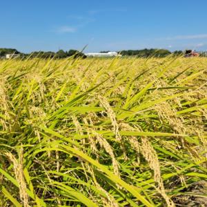 ふるさと納税 美浦村 【令和7年産】茨城県産コ...の詳細画像3