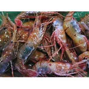ふるさと納税 増毛町 冷凍ボタンエビ大　800g(12尾〜16尾)