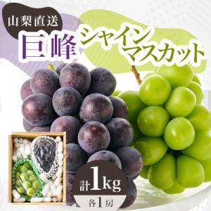 ふるさと納税 山梨市 【2026年発送】シャインマスカット 巨峰 2種セット 大人気ぶどう2種盛り合わせ計1kg以上