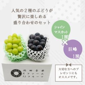 ふるさと納税 山梨市 【2026年発送】シャイ...の詳細画像2