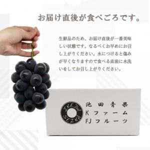 ふるさと納税 山梨市 【2026年発送】シャイ...の詳細画像3