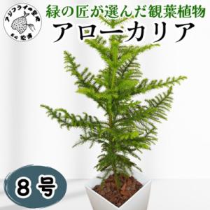 ふるさと納税 松浦市 緑の匠が選んだ観葉植物 素敵な空間づくりに アローカリア8号