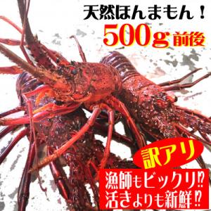 ふるさと納税 東洋町 訳アリ活き〆伊勢海老500g前後セット(1〜3尾)天然高知県産　