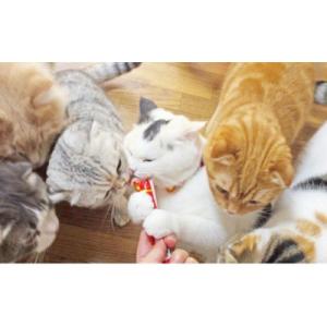 ふるさと納税 静岡市 【ペットフード】いなばの...の詳細画像2