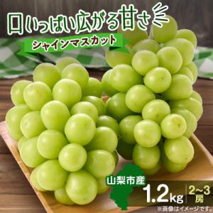 ふるさと納税 山梨市 【2026年発送】やみつきシャインマスカット 1.2kg (2〜3房)