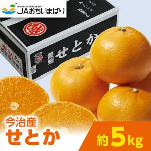 ふるさと納税 今治市 【先行予約】せとか 5kg 家庭用 柑橘 柑橘の大トロ KC00770