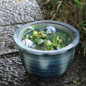 ふるさと納税 甲賀市 信楽焼 10号みなも水鉢 メダカ鉢 金魚鉢