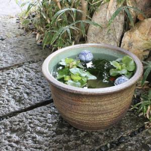 ふるさと納税 甲賀市 信楽焼 11号窯肌水鉢 メダカ鉢 金魚鉢