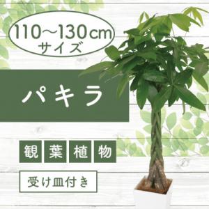 ふるさと納税 指宿市 【観葉植物】パキラ110cm〜130cm(025-1444)