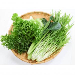 ふるさと納税 菰野町 カリウムが気になる方へ!生で食べられます!低カリウム野菜「Dr,ULHA」おす...