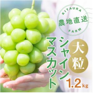 ふるさと納税 笛吹市 大粒 シャインマスカット 2房1.2kg以上 山梨県 笛吹市産 朝採り 北浦ファーム厳選 産地直送