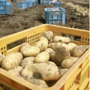 ふるさと納税 森町 訳ありじゃがいも約20kgの詳細画像3