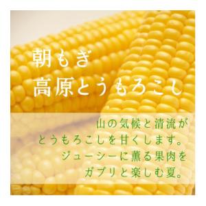 ふるさと納税 売木村 【朝もぎ高原とうもろこし】6本・約2.5kg　南信州 売木村産 甘味抜群の特産品!