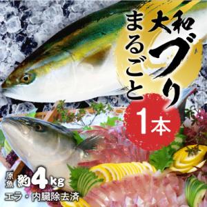 ふるさと納税 延岡市 まるごと一本!大和ブリ