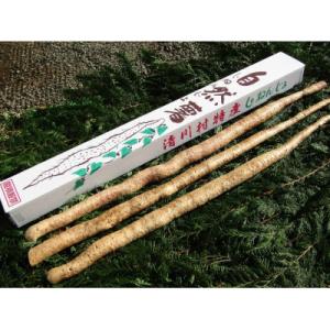 ふるさと納税 清川村 清川村特産　きよかわ自然薯1600(約1.6kg)本数おまかせ