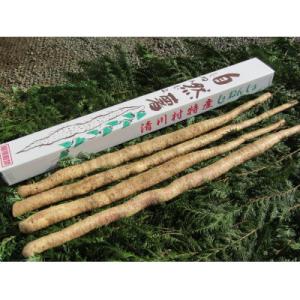 ふるさと納税 清川村 清川村特産　きよかわ自然薯2000(約2kg)本数おまかせ