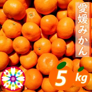 ふるさと納税 八幡浜市 「 愛媛 みかん 」約5kg《 愛咲果樹園 》【C71-5】