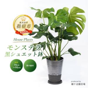 ふるさと納税 指宿市 【観葉植物】モンステラ70cm〜90cm/黒シュエット鉢(IB086-012)