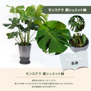 ふるさと納税 指宿市 【観葉植物】モンステラ7...の詳細画像1