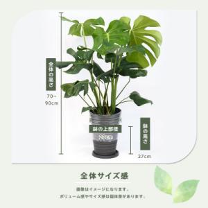 ふるさと納税 指宿市 【観葉植物】モンステラ7...の詳細画像2