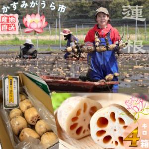 ふるさと納税 かすみがうら市 肉厚でシャキシャキの食感と甘みが特徴　　掘りたて れんこん　4Kg(4...