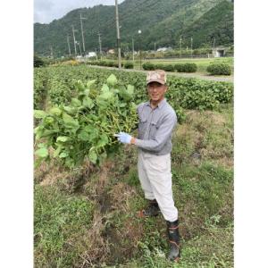 ふるさと納税 丹波篠山市 うわっ!ビックリする大きさと味の濃さ!黒枝豆200g入り×4袋を箱入りで〜