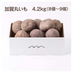ふるさと納税 能美市 加賀伝統野菜!令和7年度産　加賀丸いも　4.2kg