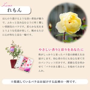 ふるさと納税 枚方市 京阪園芸 バラ 鉢植え ...の詳細画像2