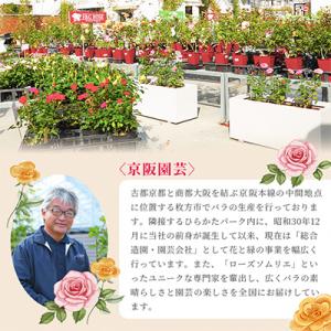 ふるさと納税 枚方市 京阪園芸 バラ 鉢植え ...の詳細画像3