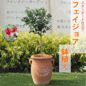 ふるさと納税 朝倉市 フェイジョア鉢植え(つぼ型鉢)