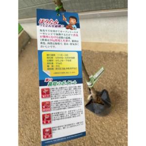 ふるさと納税 かすみがうら市 栗・ぽろたん苗木 1本の詳細画像3