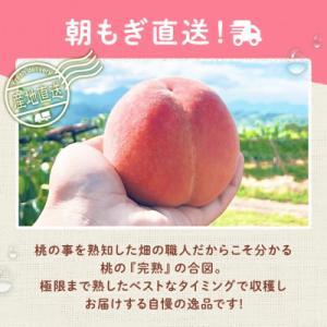 ふるさと納税 山梨市 2026年発送 桃 約2...の詳細画像2