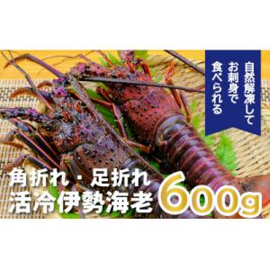 ふるさと納税 紀北町 バタバタしたら角と足がとれちゃいました　活冷伊勢えび 約600g〈訳あり(不揃...