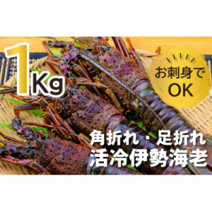 ふるさと納税 紀北町 バタバタしたら角と足がとれちゃいました　活冷伊勢えび 約1kg〈訳あり(不揃い...