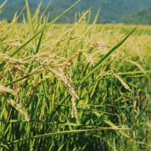 ふるさと納税 富良野市 令和7年産米　富良野産　栽培期間出来るだけ農薬を減らして作った　おぼろづき　...