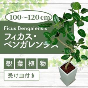 ふるさと納税 指宿市 【観葉植物】フィカス・ベンガレンシス曲がり100cm〜120cm(055-14...