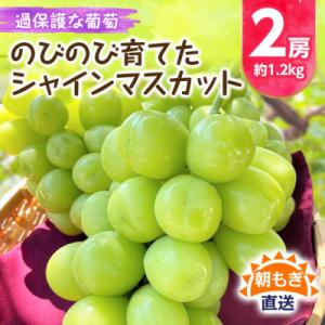 ふるさと納税 山梨市 《2026年発送》朝もぎ直送!!過保護に育った葡萄『のびのび育てたシャインマスカット』2房