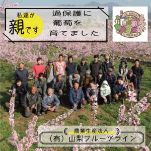ふるさと納税 山梨市 《2026年発送》朝もぎ...の詳細画像1