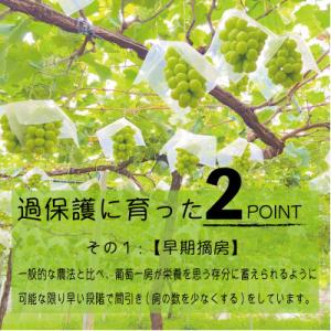 ふるさと納税 山梨市 《2026年発送》朝もぎ...の詳細画像2