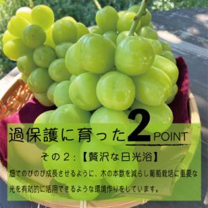 ふるさと納税 山梨市 《2026年発送》朝もぎ...の詳細画像3