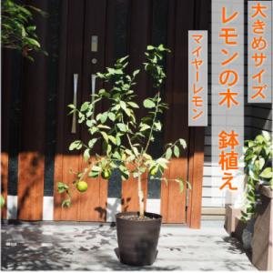 ふるさと納税 朝倉市 大きめレモンの木(マイヤーレモン)鉢植え(茶プラ鉢・10号)