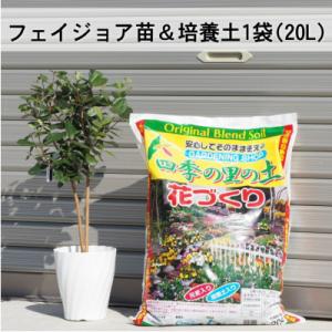 ふるさと納税 朝倉市 フェイジョア苗と培養土1袋(20L)セット