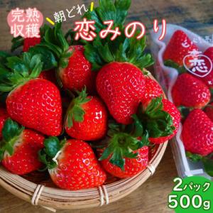 ふるさと納税 雲仙市 いちご(恋みのり) 計500g  2Lサイズ以上