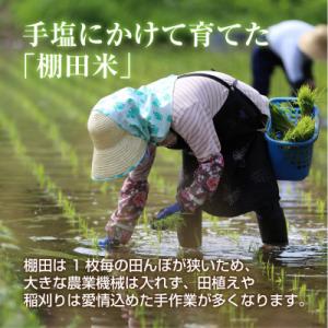 ふるさと納税 十日町市 【無地熨斗】 棚田米 ...の詳細画像2