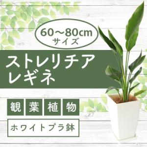 ふるさと納税 指宿市 【観葉植物】ストレリチア・レギネ(極楽鳥花)60cm〜80cm(IB003-0...