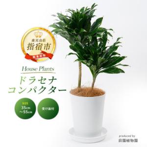 ふるさと納税 指宿市 【観葉植物】ドラセナ コンパクター35cm〜55cm(014-1437)