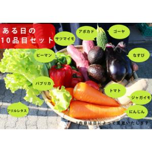 ふるさと納税 岸和田市 大阪泉州産旬のぎゅうぎゅう野菜セット