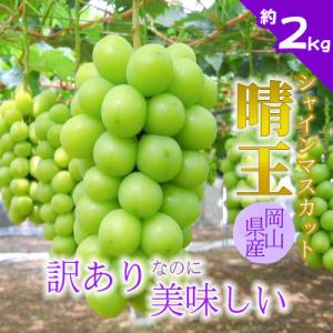 ふるさと納税 津山市 【2026年発送】訳あり!シャインマスカット晴王☆約2kg!9月上旬〜順次発送【人気の岡山産ぶどう】
