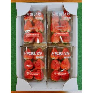 ふるさと納税 大田原市 【朝採り・農園直送(1月~2月収穫・発送)】栃木県産とちあいか　レギュラー2...